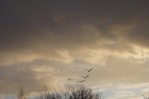 15123013