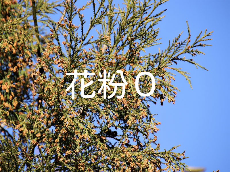 花粉